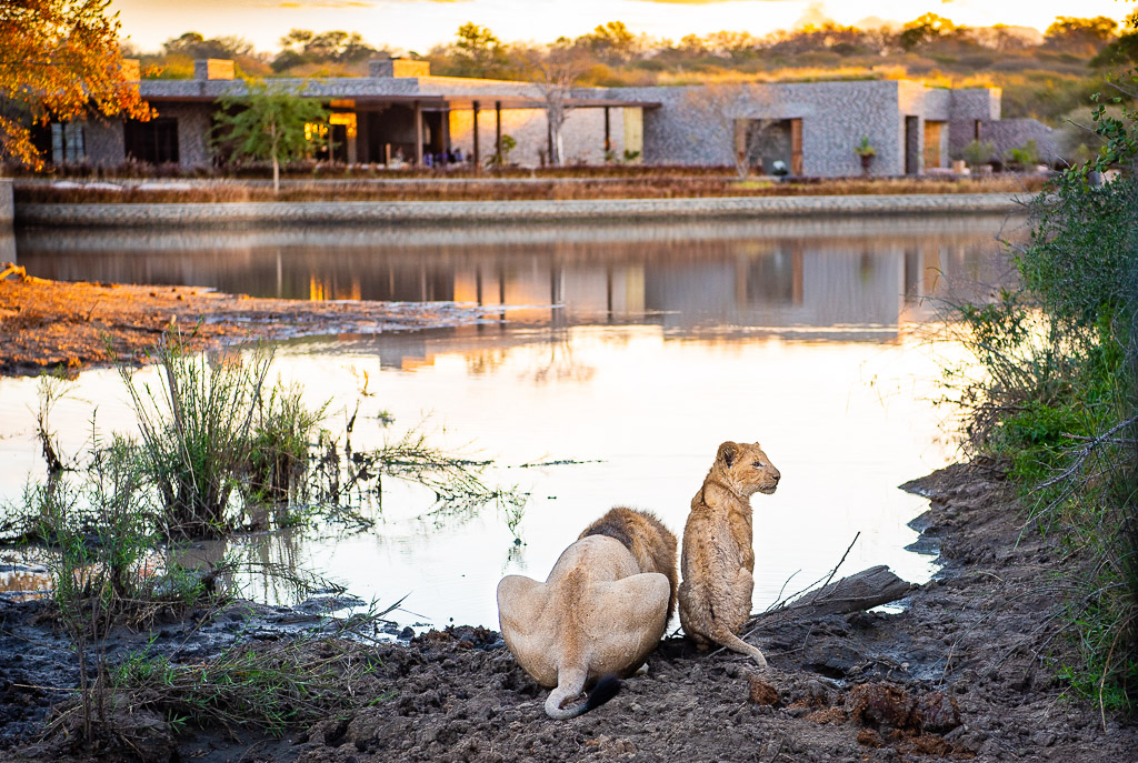 Lions coming to visit at Kubili House